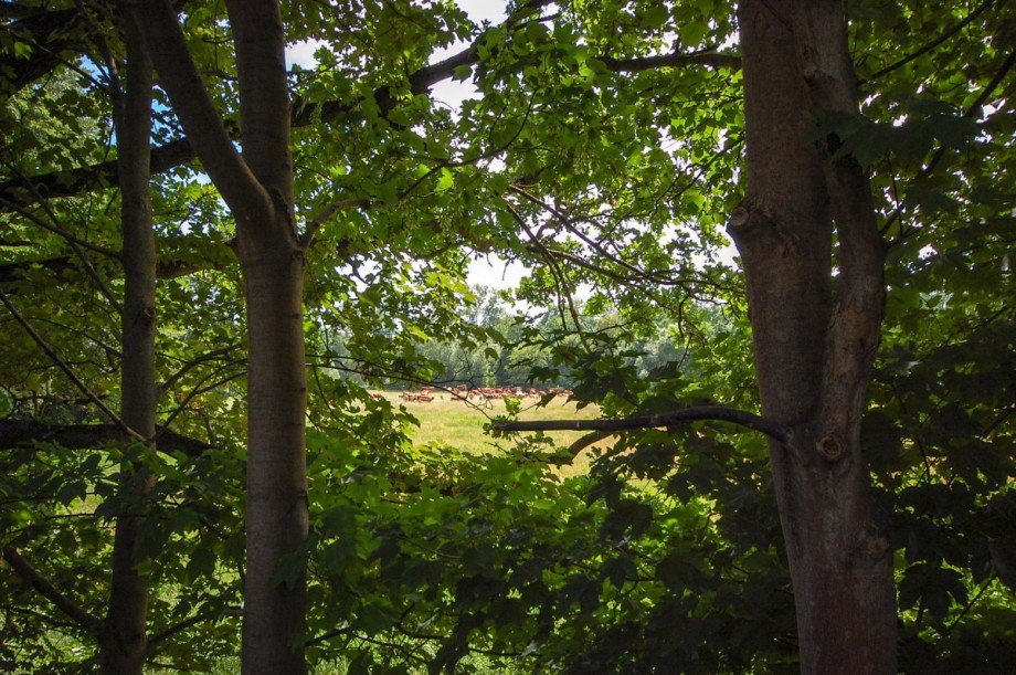 Blick vom Grundst�ck auf die Spreeauen Einfamilienhaus Erkner