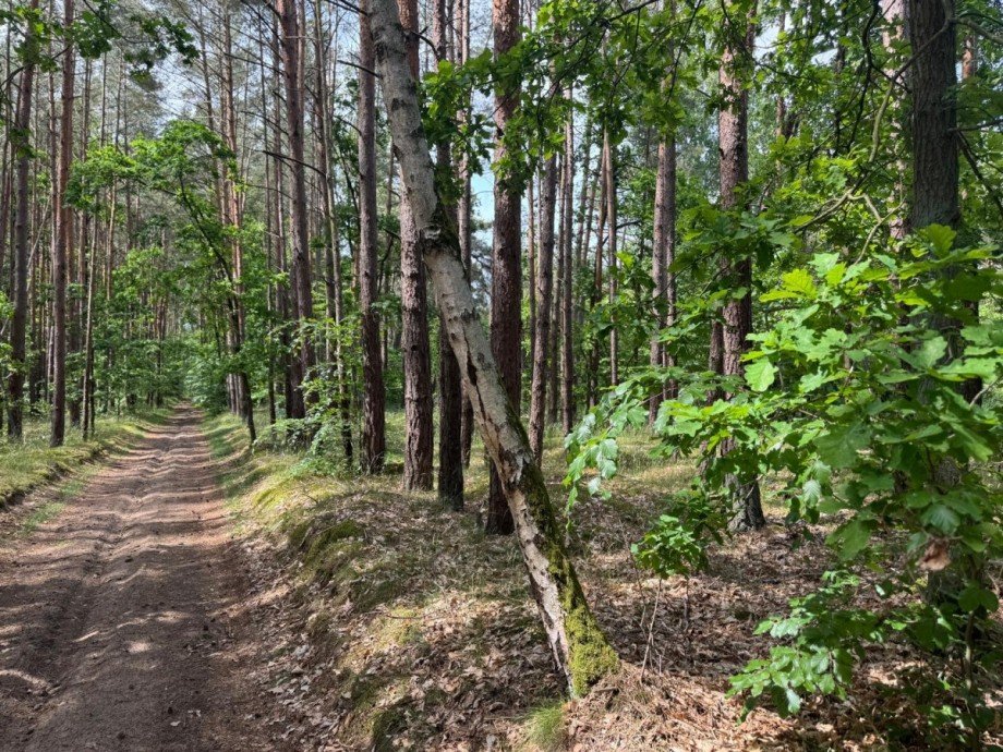 Weg durch die Waldfl�che Gewerbegrundst�ck Wulkow